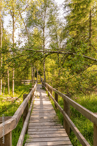 wooden footbridge through the swamp.