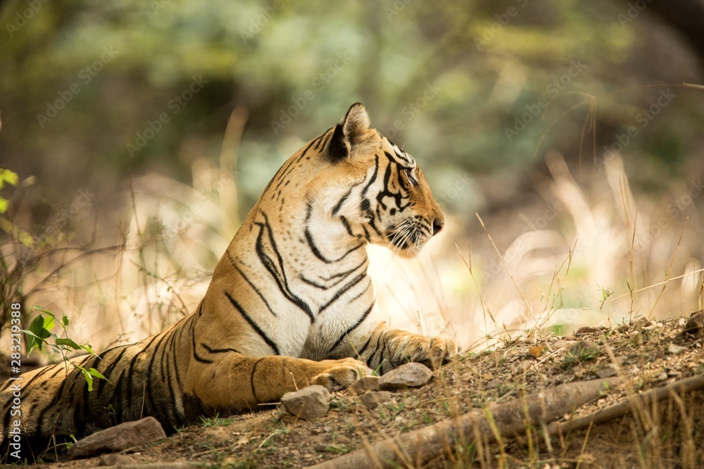 Wild Bengal Tiger (Panthera Tigris Tigris) having rest during hot day in  its natural  National Park, Rajasthan, India, endangered  species, big beautiful cat Stock Photo | Adobe Stock