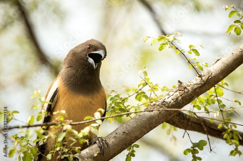 The rufous treepie (Dendrocitta vagabunda) sitting on branch and screaming, native to the Indian Subcontinent, wildlife bird photography, clear background © Ji