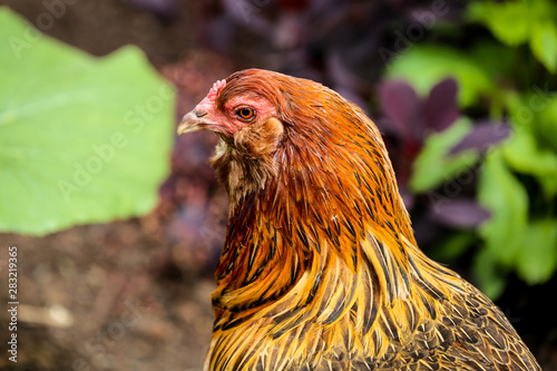 hen 