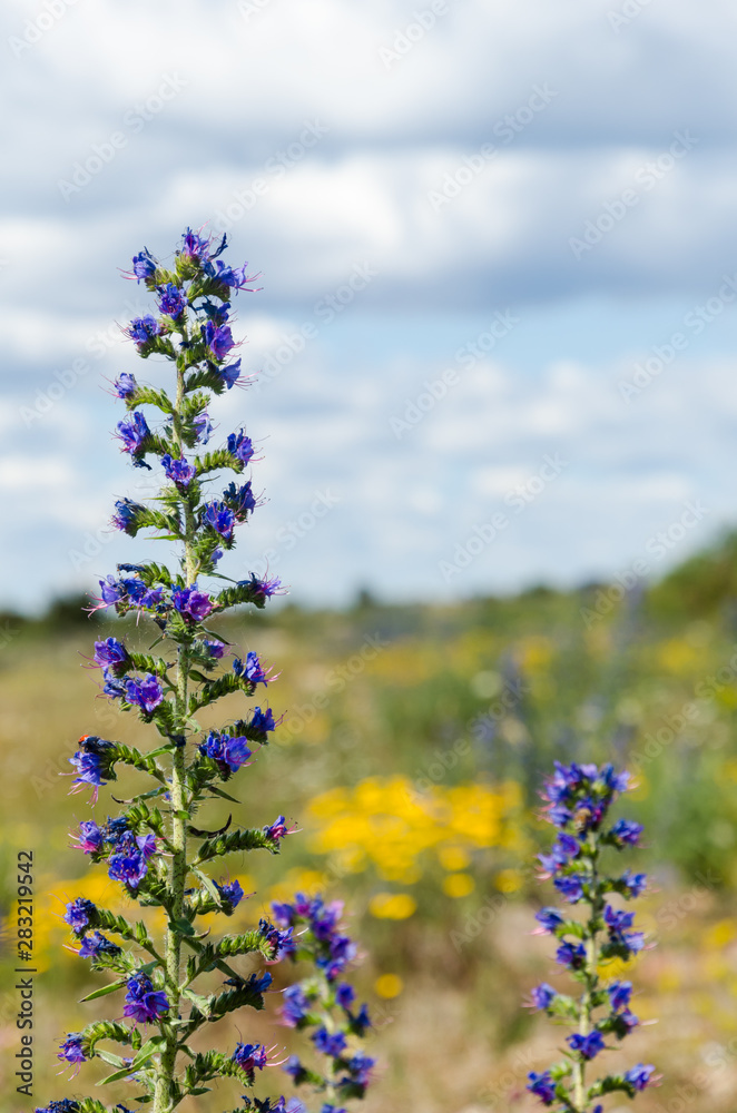 Obraz premium Blueweed flowers close up with a yellow background