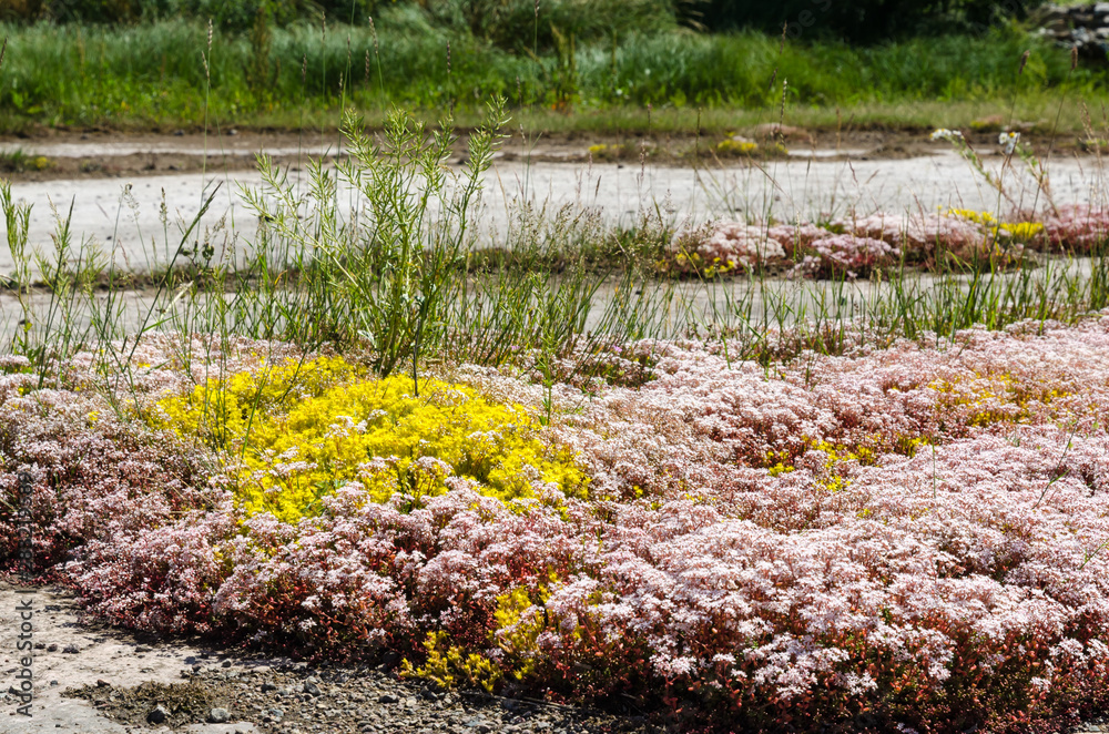Obraz premium White and yellow stonecrop wildflowers