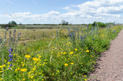 Colorful blossom road side at the island Oland in Sweden