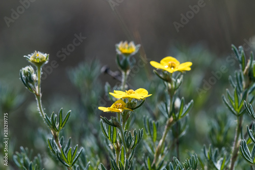 Shrubby cinquefoil close up with a blurred background