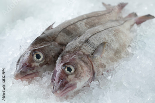 Foto Fresh raw whole haddock fish