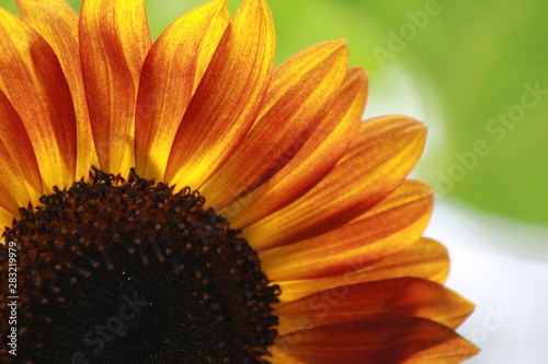 Orange Sunflower 