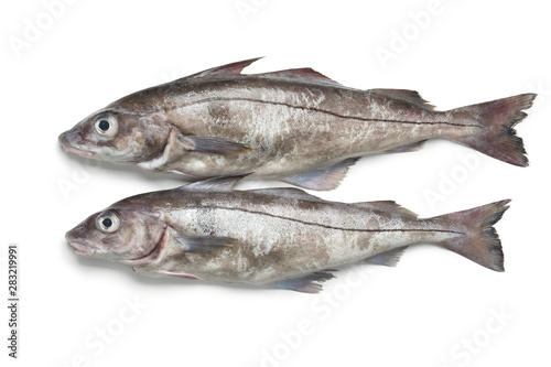 Fresh raw whole haddock fishes photo