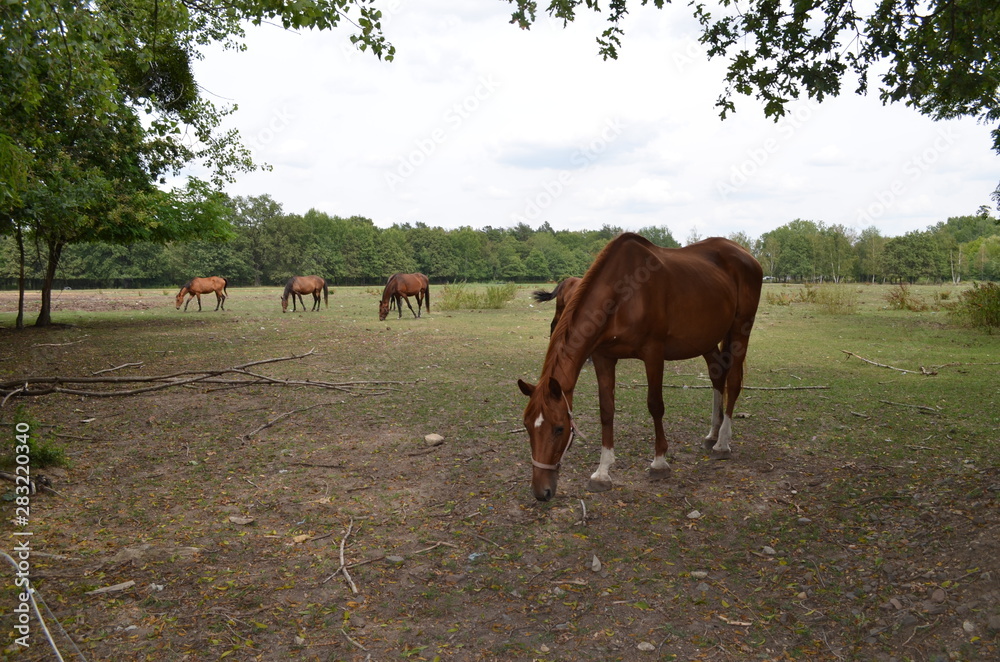 Obraz premium Konie na pastwisku latem