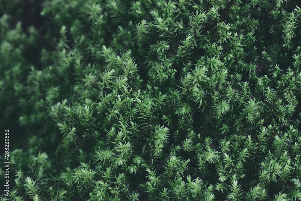 green moss background texture. Green background for refreshing. closeup