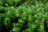 green moss background texture. Green background for refreshing. closeup