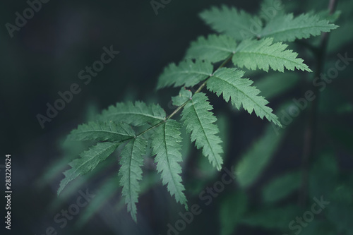 Ferns on the forest. Background image  green leaf image.