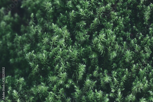 green moss background texture. Green background for refreshing. closeup © Вячеслав