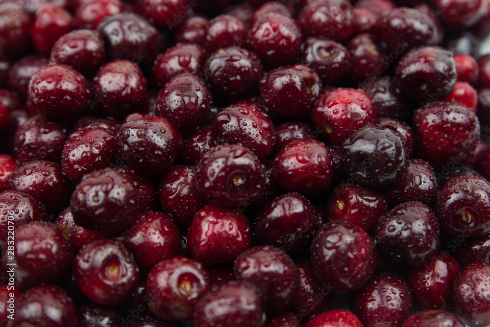 A lot of fresh sweet cherry fruit berries with water drops, close up. Pile of ripe cherries. Large collection of fresh red cherries. Ripe cherries texture background. A lot of fresh sweet cherry fruit berries with water drops, close up. Pile of ripe cherries. Large collection of fresh red cherries. Ripe cherries texture background.