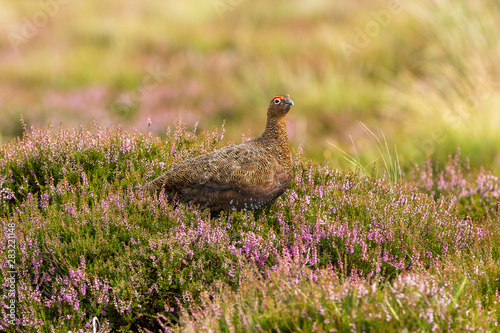 Red Grouse in natural moorland habitat with blooming purple heather and grasses.  Horizontal. Space for copy. photo