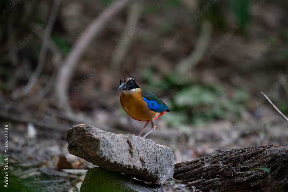 bird on a branch bird on a branch