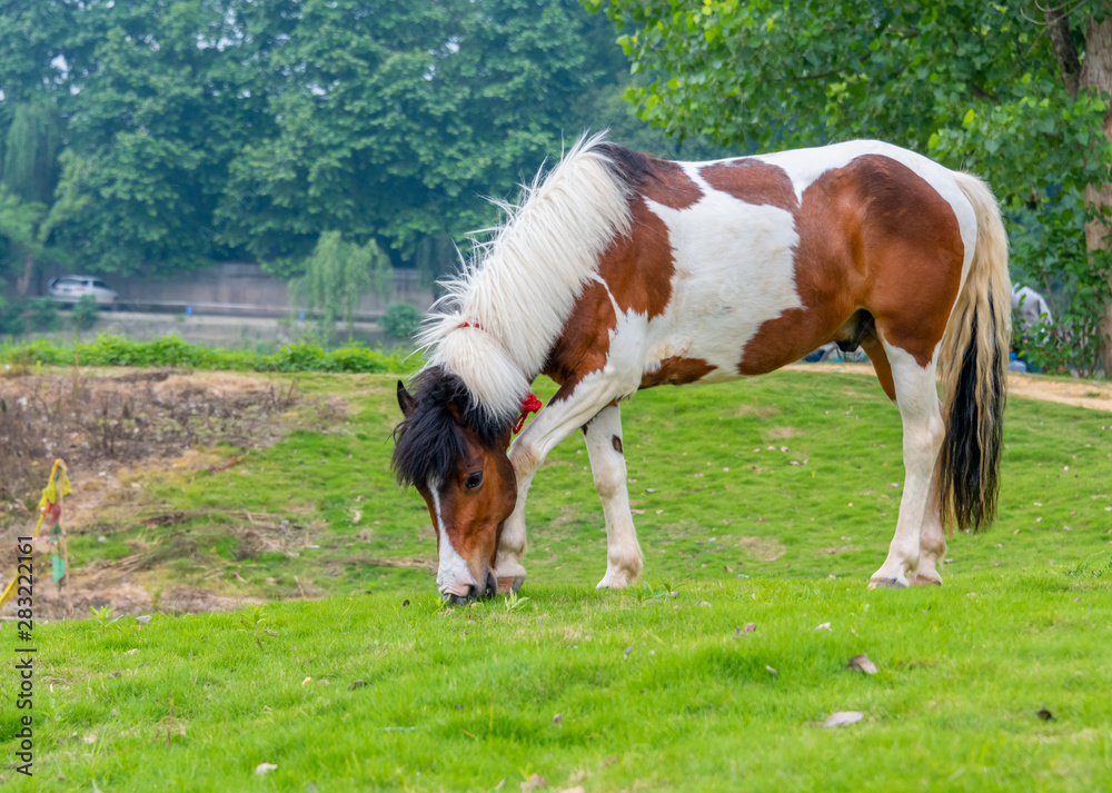 A horse grazing on the grass by the river A horse grazing on the grass by the river