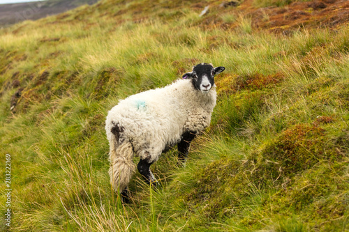 Swaledale lamb.  Well grown lamb facing right with rough moorland background. photo