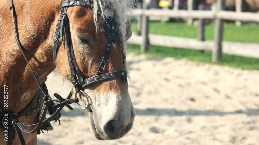 Portrait of beautiful horse outdoor. Brown horse wearing bridle. Hoofed animal on ranch. Portrait of beautiful horse outdoor. Brown horse wearing bridle. Hoofed animal on ranch.