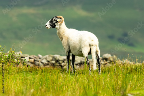 Swaledale Ewe  in summer meadow in Swaledale in the Yorkshire Dales, England.  Horizontal, space for copy. photo