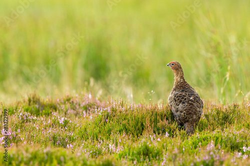 Red Grouse male, facing left in natural moorland habitat with colourful purple heather. Landscape, Horizontal. Space for copy.