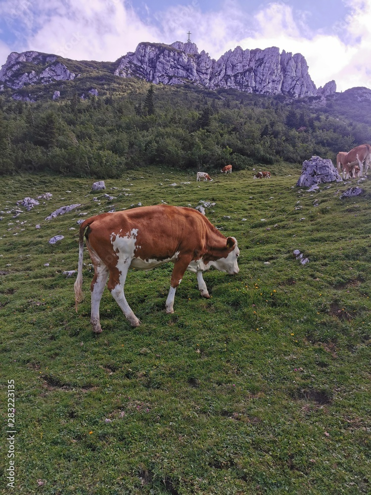 the alpen in chiemgau mountains