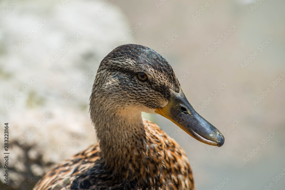 Beautiful duck portrait shot in lake Balaton , Hungary at summertime. Beautiful duck portrait shot in lake Balaton , Hungary at summertime.
