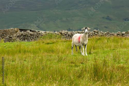 Swaledale Ewe  with shorn fleece, facing forward in beautiful Swaledale, England.  Scenic, dales backdrop with green fields and dry stone walling.  Landscape, horizontal.  Space for copy. photo