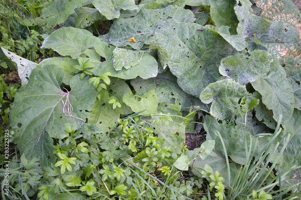 Fototapeta premium green leaves of burdock close up