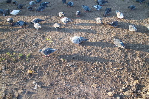 Gray pigeons walking on the ground