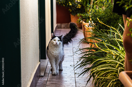 Un gatto francese in vacanza in Sicilia; visita il suo nuovo ambiente. 