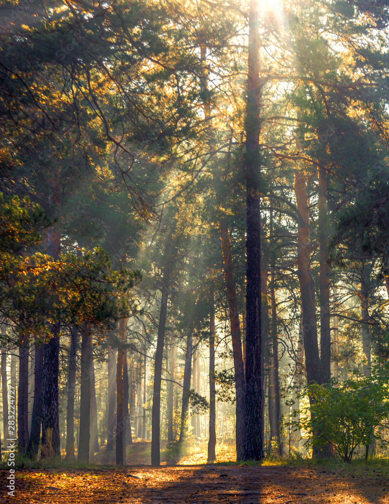 Fototapeta premium A beautiful forest, flooded with sunlight. A pleasant morning walk among tall trees. Sunbeams play in the branches of pines.