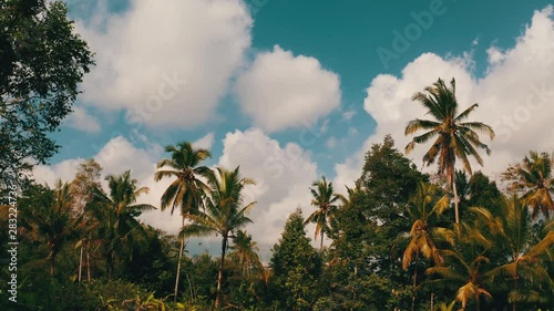 Beautiful view with tropical palm trees and summer cloudy sky with flyig birds photo