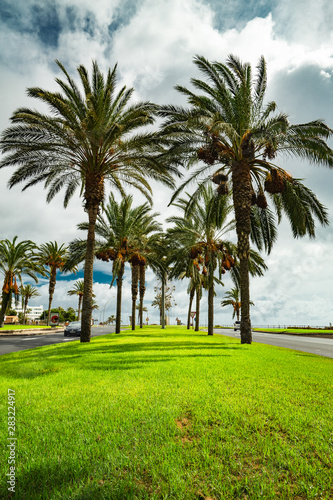 Palm Avenue © Janis