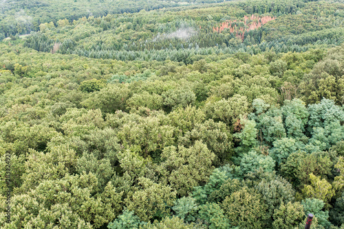 Aerial view of deciduous woods at summertime on a cloudy day .