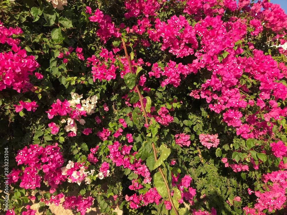 beauty, nature, summer, botanic, petal, greece, mykonos, park, greek, blossom, green, texture, santorini, leaf, flower, home, outdoor, tropical, blooming, bodrum, purple, garden, shiny, ornamental, ho beauty, nature, summer, botanic, petal, greece, mykonos, park, greek, blossom, green, texture, santorini, leaf, flower, home, outdoor, tropical, blooming, bodrum, purple, garden, shiny, ornamental, ho