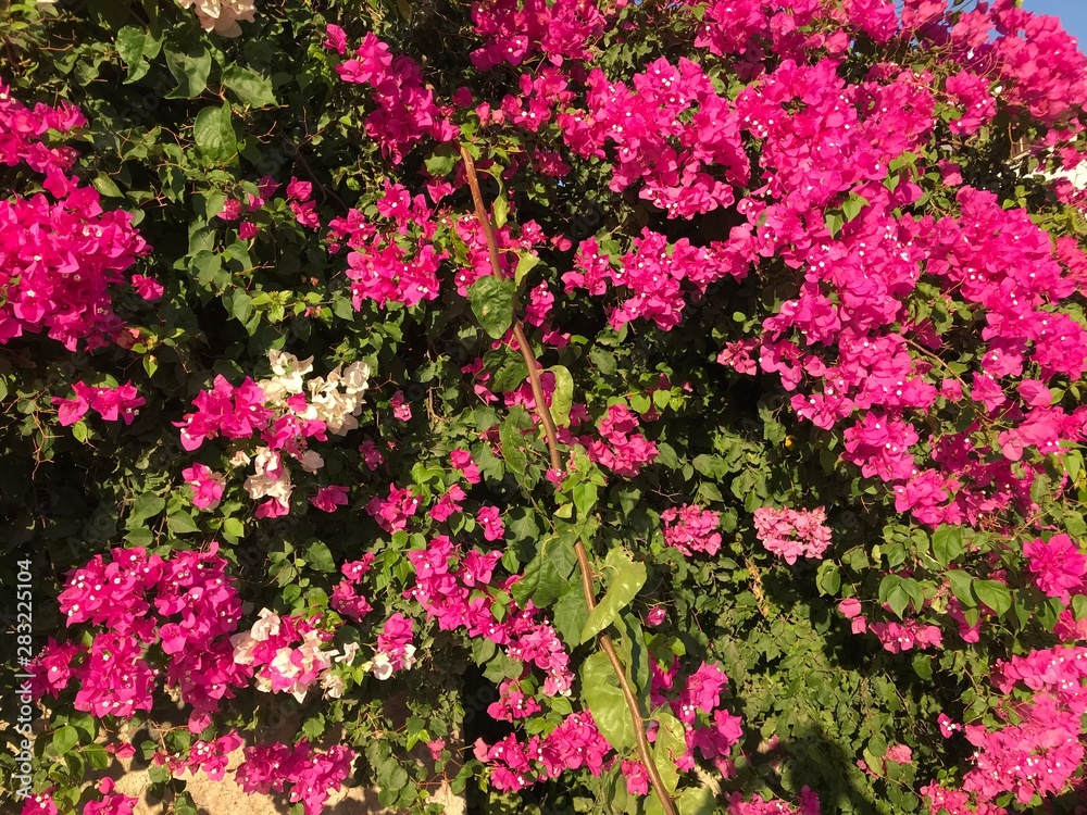 beauty, nature, summer, botanic, petal, greece, mykonos, park, greek, blossom, green, texture, santorini, leaf, flower, home, outdoor, tropical, blooming, bodrum, purple, garden, shiny, ornamental, ho