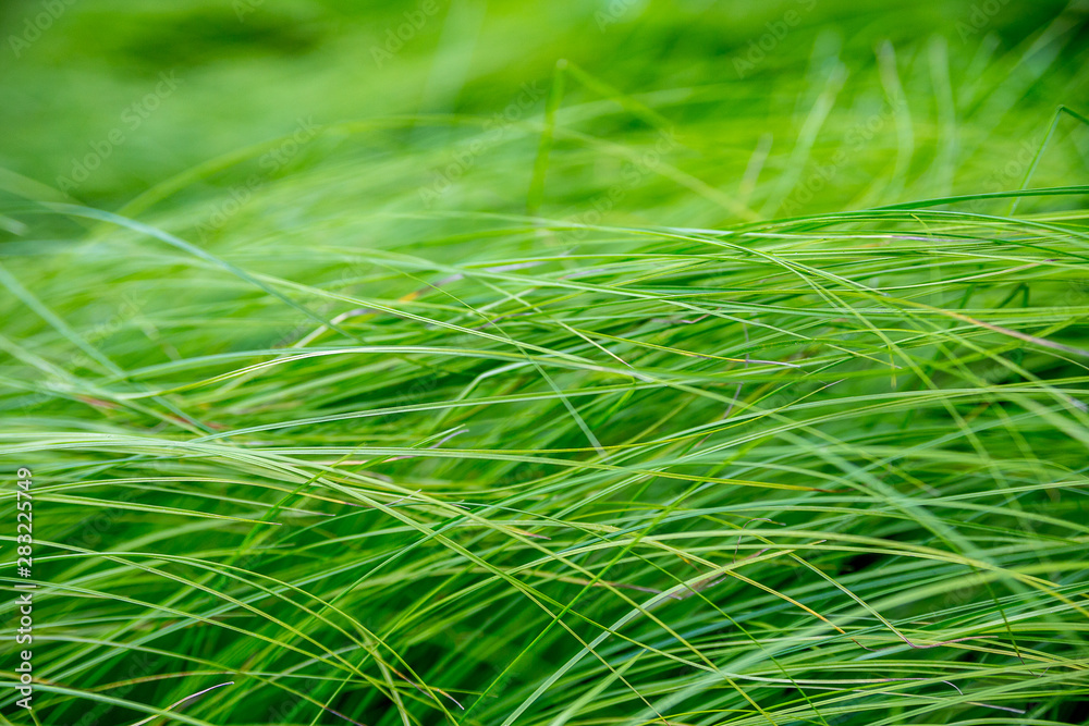 Fototapeta premium Soczyście zielona trawa na łące