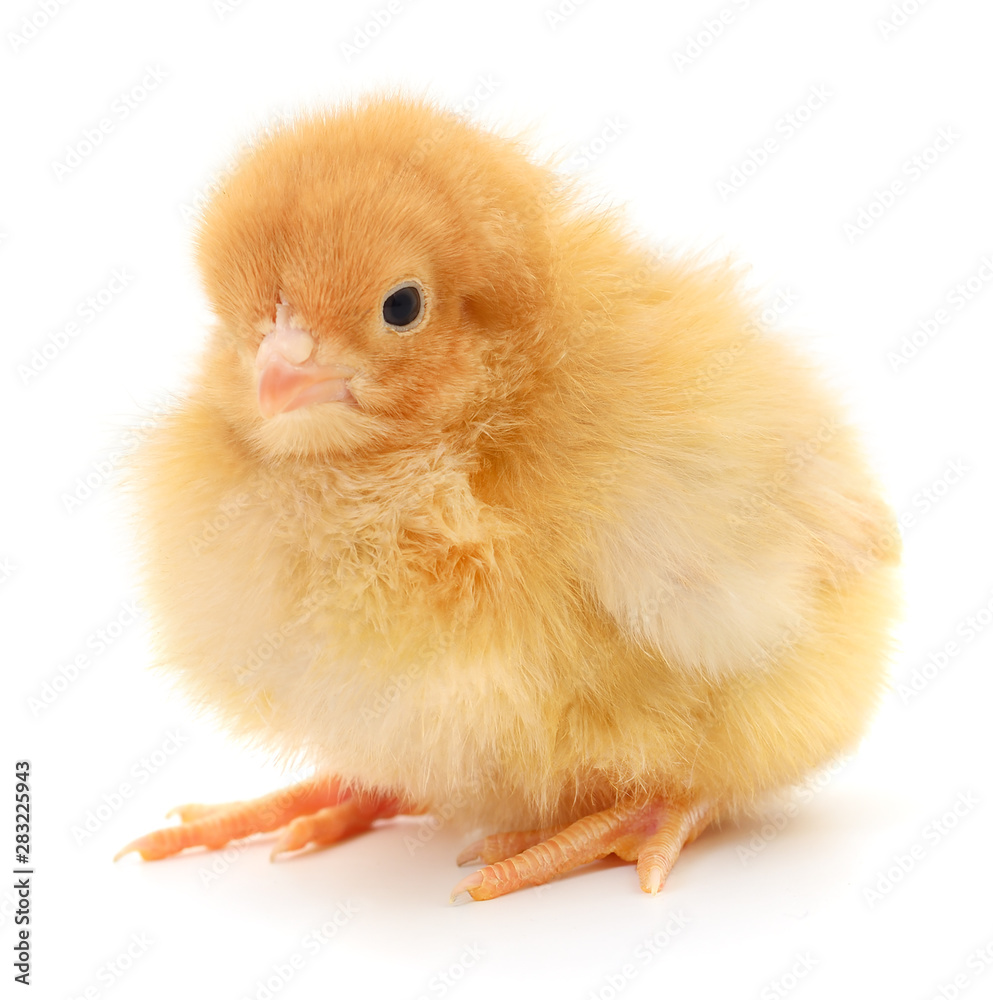 Obraz premium Small yellow chicken