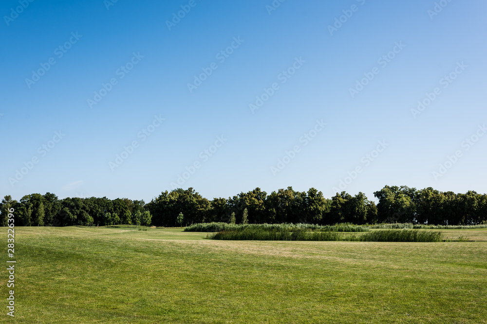 green fresh grass near trees and blue sky in park
