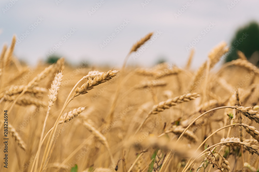 Fototapeta premium Harvest field with grain of wheat or rye.