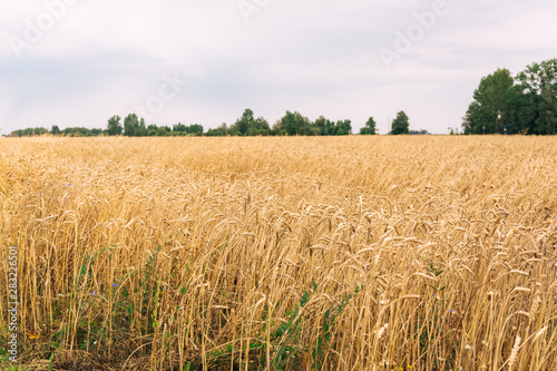 Harvest field with grain of wheat or rye.