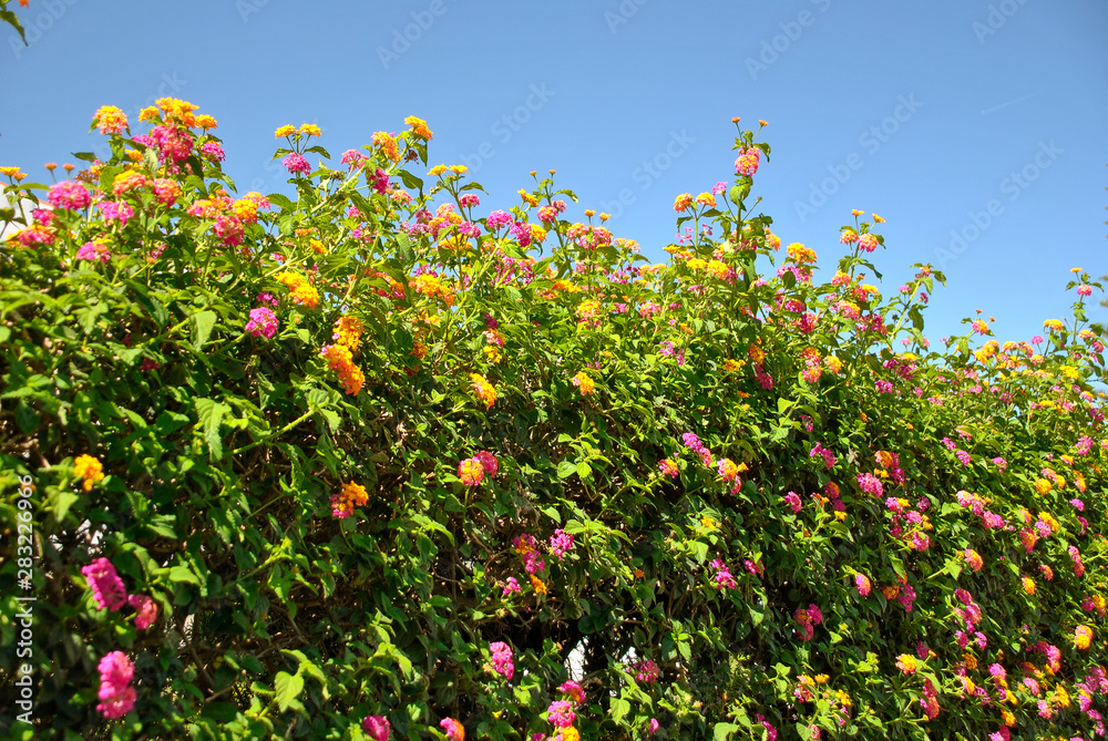 a colored bush of flowers with green leaves and blue sky