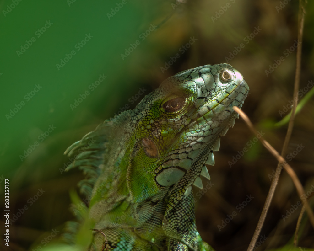 Fototapeta premium Iguane vert