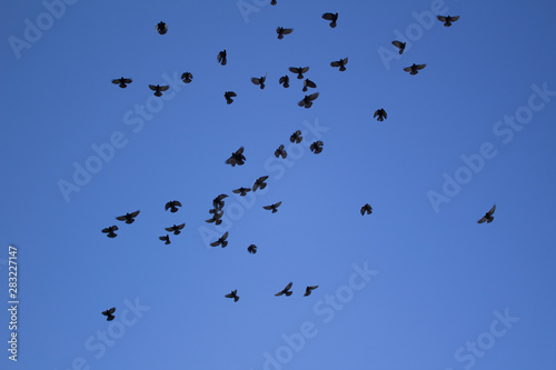 flock of flying birds