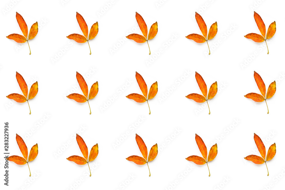 Many autumn yellow leaves isolated on white background Many autumn yellow leaves isolated on white background