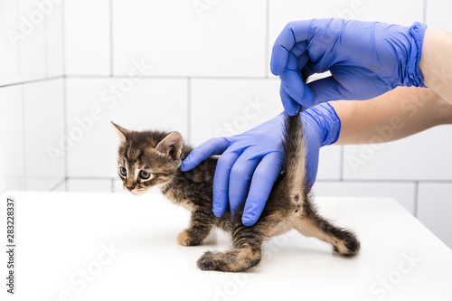 Checkup and treatment of kitten by a doctor at a vet clinic isolated on white background, vaccination of pets, look down the tail. Tabby cat. photo