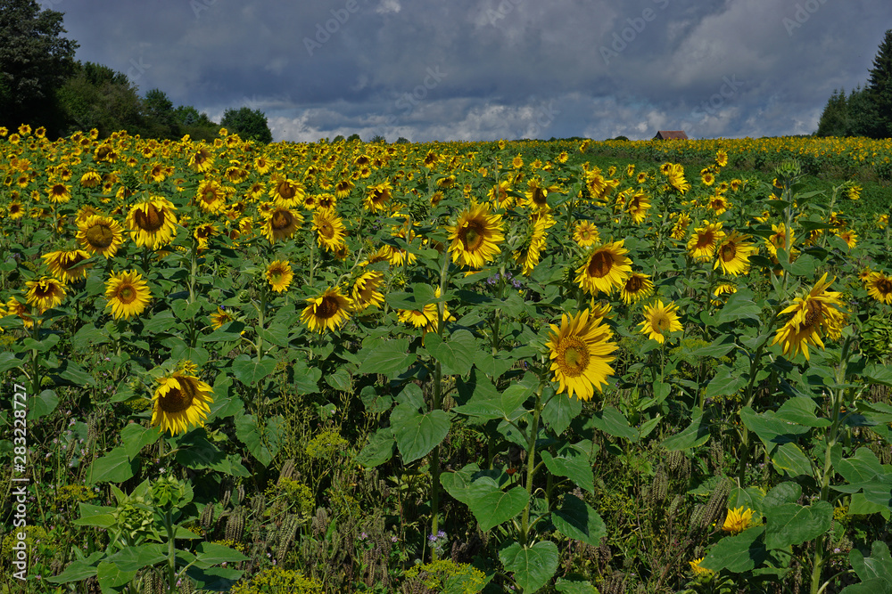 Obraz premium Sonnenblumenfeld, Sunflowers, Heliantuhus annuus