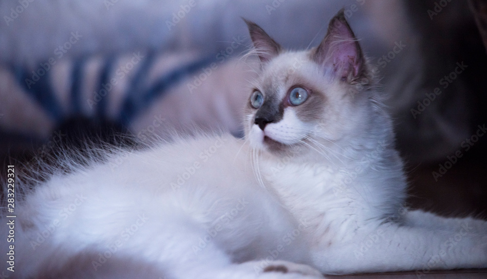 ragdoll pet Cat