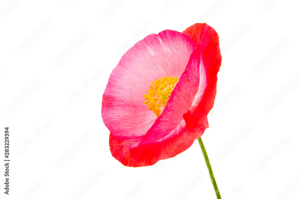 red poppies isolated red poppies isolated
