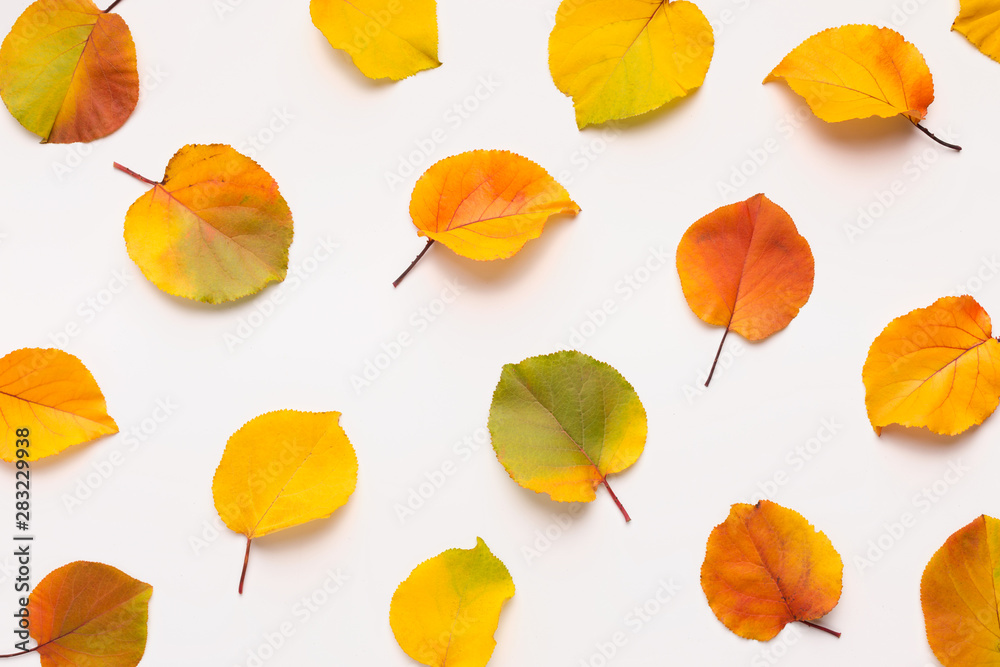 Obraz premium Colored fallen leaves laying out on white background